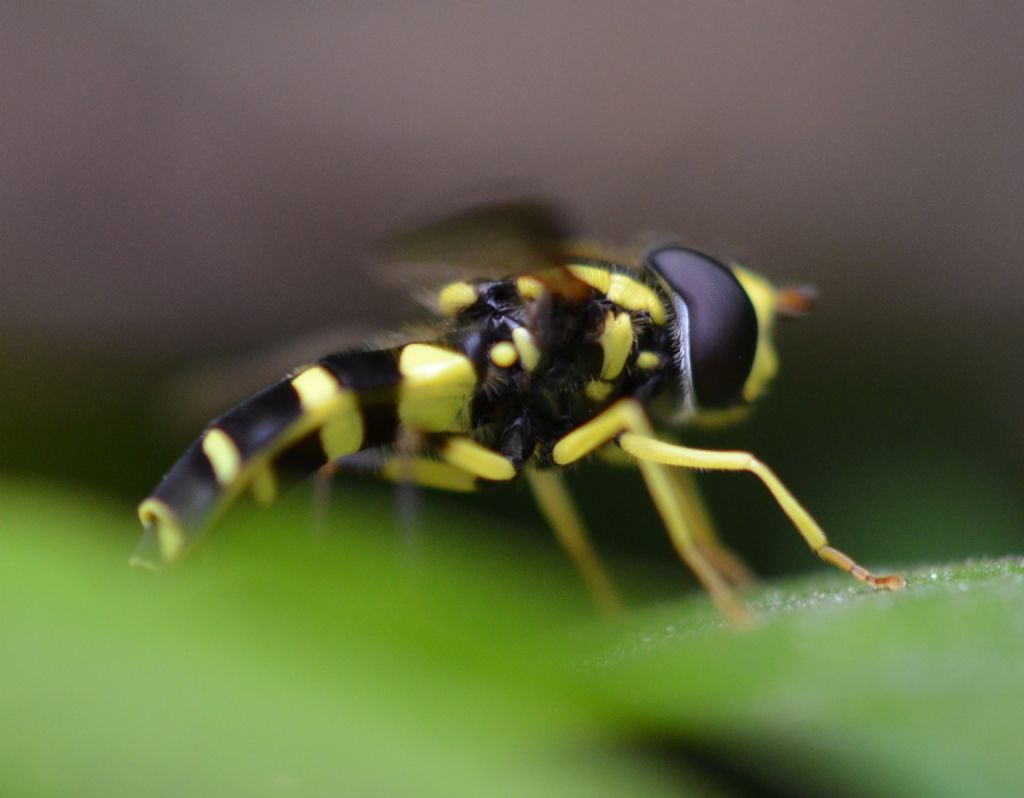 Sirfide da identificare